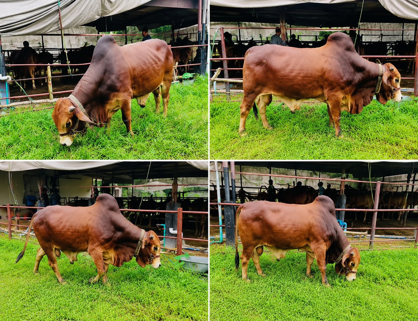 Agro Photo