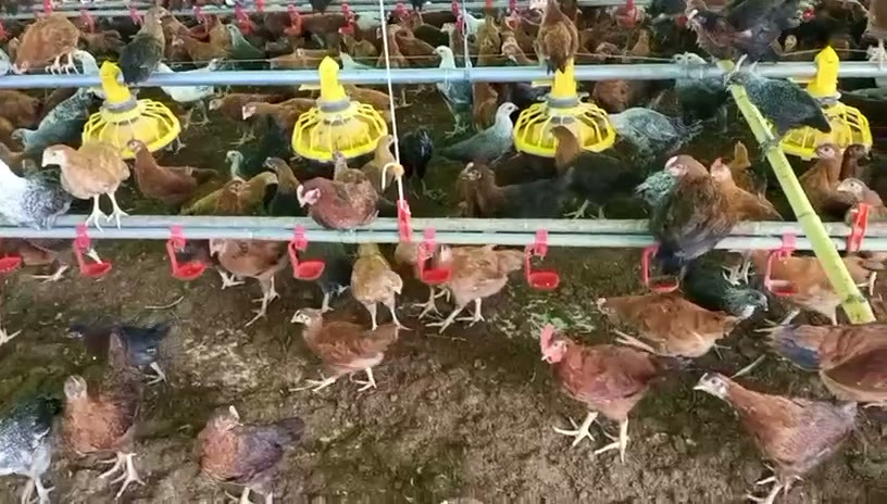 Agro Photo
