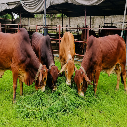 দেশী শাহীওয়াল জাতের ষাঁড় গরু